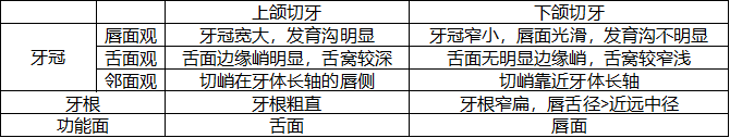 上下颌切牙区别